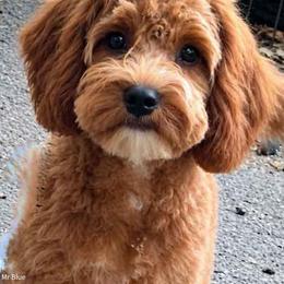Mr Light Blue - Red male Cavapoo puppy in Maple Grove, Minnesota from Honey Bit Kennels