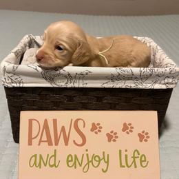 Cream Girl (yellow collar) - Cream female Dachshund puppy in Fontana, California from Oscar Meyer’s Weenies