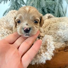 Ridge - Cream male Cockapoo puppy in Preston, Idaho from Rocking JH Pup Co