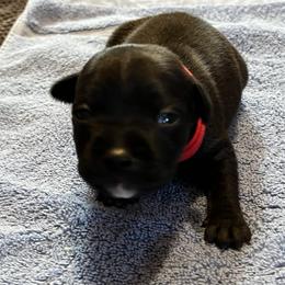 Drago - Brindle male Staffordshire Bull Terrier puppy in Lincoln, California from J Jax Staffords
