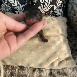Small girl - Black and tan female Yorkshire Terrier puppy in Yukon, Oklahoma from Tiffs Yorkie babies