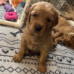 Shorty- Black Male - Dark golden Golden Retriever puppy in Iron Station, North Carolina from Golden Paws