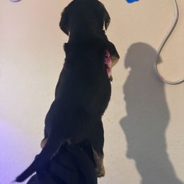 Chihuahua and Dachshund Puppies from Wienie_gang