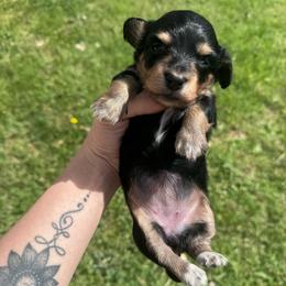 Zev - Piebald female Dachshund puppy in Burleson, Texas from Sarah’s Dachshies