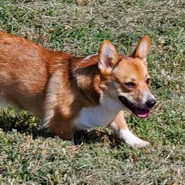 Oakley  - Pembroke Welsh Corgi