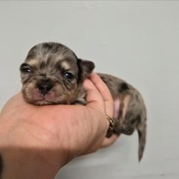 Aegon (AKC) - Merle male Chihuahua puppy in Silver Summit, Utah from Snow Peak Kennel