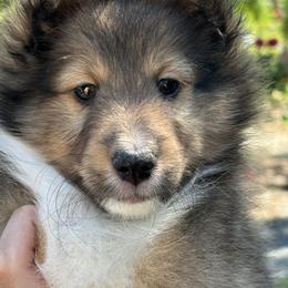 Shetland Sheepdog Puppies from SquiresShelties