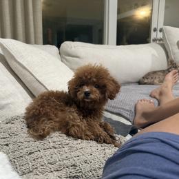 Peggy - Poodle