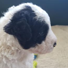 Nilo - Black and white male Spanish Water Dog puppy in Clermont, Florida from The Woolly Dog Ranch