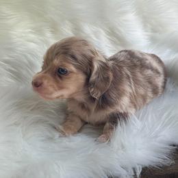 Ryder - Dapple male Dachshund puppy in Sumrall, Mississippi from Huckleberry Tails