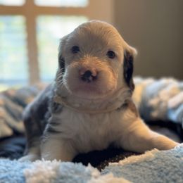 White boy - Blue gray and white male Sheepadoodle puppy in Riverside, California from Downtown Doodles & Frenchies