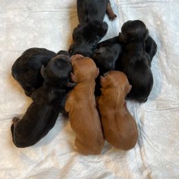 Adam - Ruby male Cavalier King Charles Spaniel puppy in Little Rock, Arkansas from Montra Japanese Chin & Cavalier King Charles Spaniels