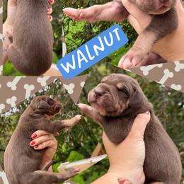Walnut - Chocolate male Great Dane puppy in Wellsville, New York from Prophecy Danes