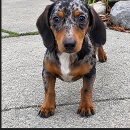 Dachshunds and Pomeranians from Precious Paws by Jai