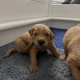 Golden Retriever Puppies from Revival Retrievers