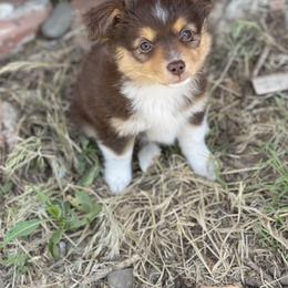 Miniature Australian Shepherd and Toy Australian Shepherd Puppies from Northern Roots Aussies