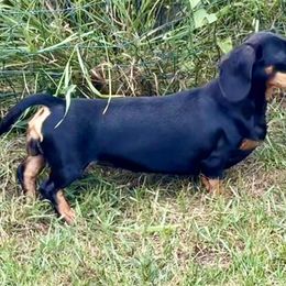 Star - Dachshund