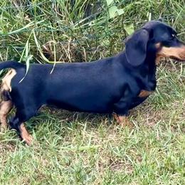 Star - Dachshund