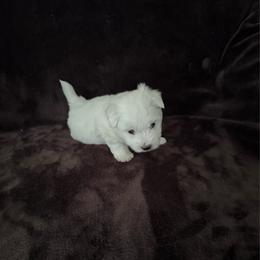 Bingo - White male Coton de Tulear puppy in Timber, Oregon from Sterling’s Sweet Cotons