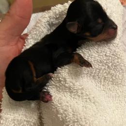 Purple girl - Black and tan female Havapoo puppy in Arlington, Washington from Havanese With Love Breeding Co.