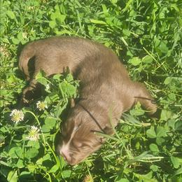 Kilo - Red and white male Siberian Husky puppy in Louisville, Kentucky from Wild Hunt Huskies