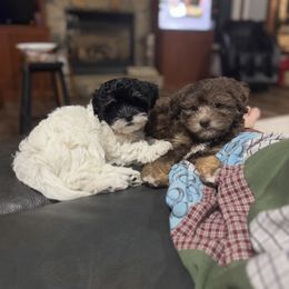 Havapoo Puppies from Claire Lengacher