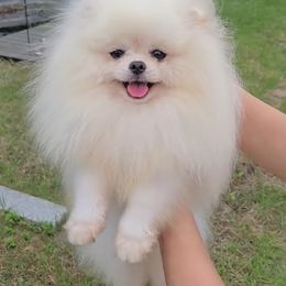 Blaze - Pomeranian