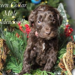 Green collar - Chocolate male Goldendoodle puppy in Plattsburgh, New York from Adirondack Poodles Goldendoodles,Bernedoodles & Schnoodles