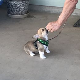 Pembroke Welsh Corgi Puppies from Indian Valley Corgies