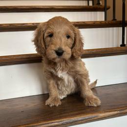 Blair - Apricot female Goldendoodle puppy in New Waverly, Texas from C.P. Puppy Buddies