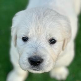 Girl 3 - Light golden female Golden Retriever puppy in Orland, California from Brownfield’s English Cream Golden Retrievers