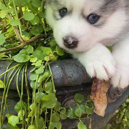 Pomsky Puppies from Pixie Pomsky