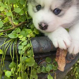 Pomsky Puppies from Pixie Pomsky