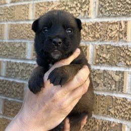 Belgian Malinois Puppies from Noordkust Malinois