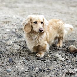 Timber - Dachshund