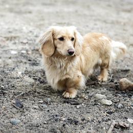 Timber - Dachshund