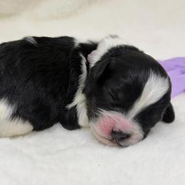 Fancy (Lavender collar) - Black and chalk female Australian Labradoodle puppy in Mount Gilead, North Carolina from Tillery Labradoodles