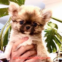 Eva's Eden Arctic Prince. Price 9980( tiny, Black Mask ) - Black sabled silver male Chihuahua puppy in Santa Rosa Beach, Florida from Eva's Chihuahua