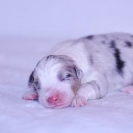 Abruzzo - Blue merle male Australian Shepherd puppy in Easton, Missouri from MMA Kennel