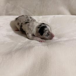 Boy 7 - male Australian Shepherd puppy in Dundee, Ohio from Aussies Of Circle H