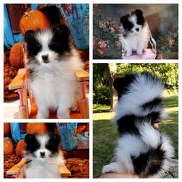 Betty - Black parti female Pomeranian puppy in Forsyth, Illinois from Amazing Grace Pomeranians