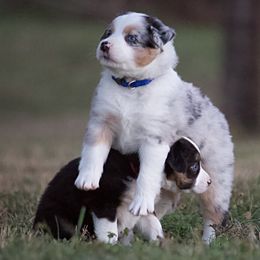Miniature Australian Shepherd Puppies from Sand Dollar Aussies