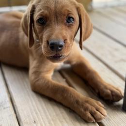 6th pick male - Yellow male Labrador Retriever puppy in Wardensville, West Virginia from Sager’s Labrador Puppies