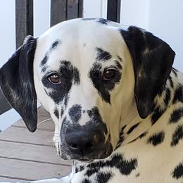 Hope - Dalmatian