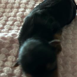 Girl- 1 - Black and tan female Yorkshire Terrier puppy in Virginia Beach, Virginia from Mary's Precious Yorkies