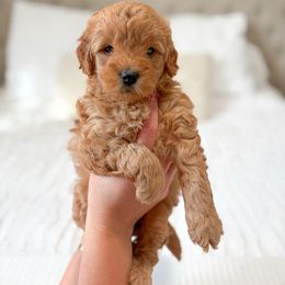 Luna - Red  female Goldendoodle puppy in Vancouver, Washington from Pnwfamilydoodles