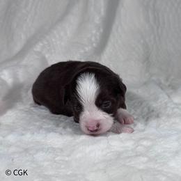 Ginger - Red & white male Toy Australian Shepherd puppy in Reidsville, North Carolina from Cherry Grove Kennel