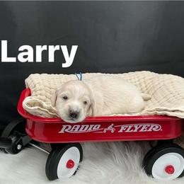 Larry - Piebald male Dachshund puppy in Saginaw, Texas from Saginaw Dachshunds