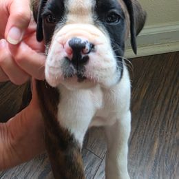 Boy 3 - Brindle male Boxer puppy in Cottondale, Florida from Tate Farms Boxers