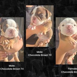 Bulldog puppies from Ohana_626_kennels